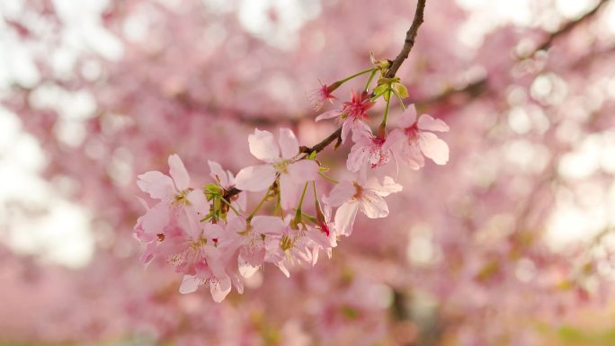 春日阳光下的樱花美感