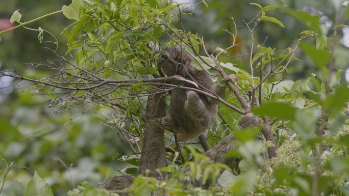 三趾树懒在哥斯达黎加加勒比海岸茂密的绿色植物上攀爬