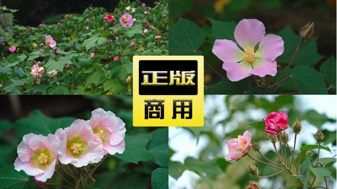 成都芙蓉花高清春天花海花园花香春季赏花