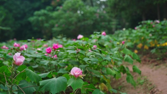 成都芙蓉花高清春天花海花园花香春季赏花