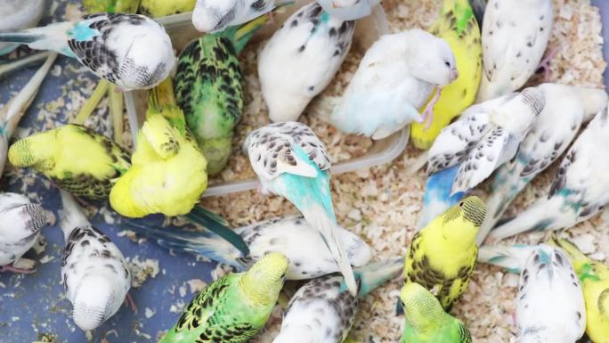 马德里鸟类市场生物学生物研究大自然动物