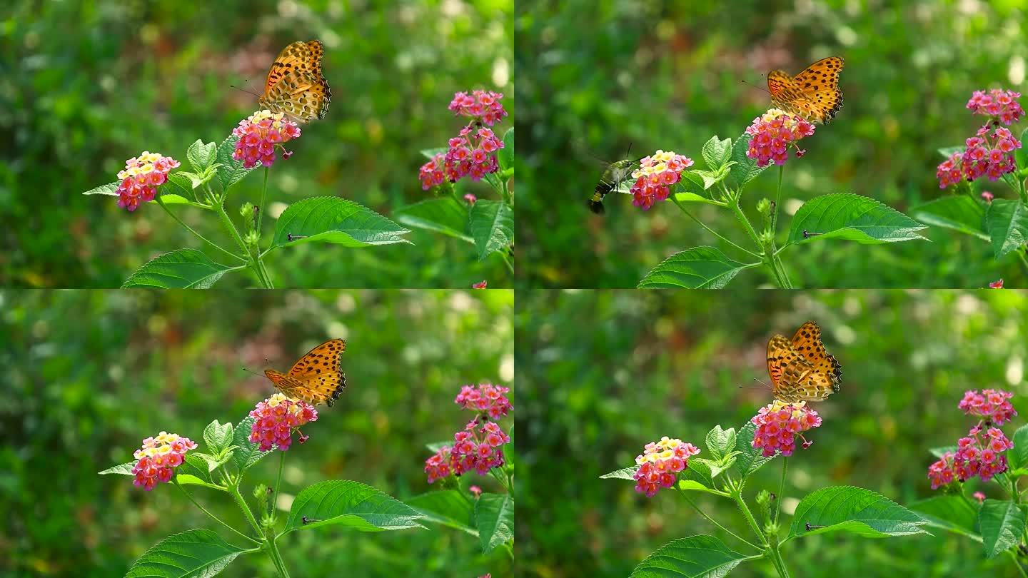 花丛中蝴蝶飞舞爬行慢镜头