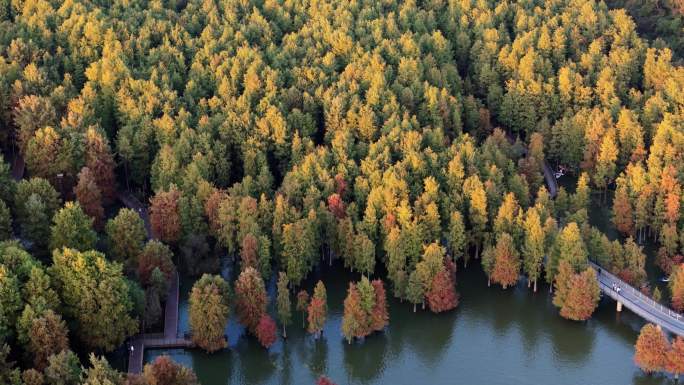 青山湖森林4K航拍空镜