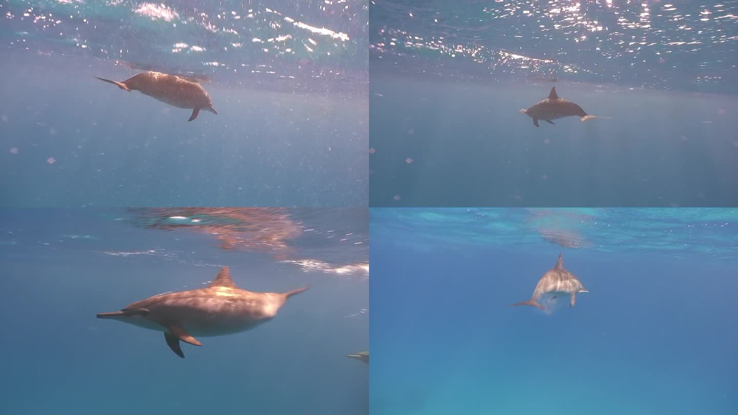 海豚游到海面上。
