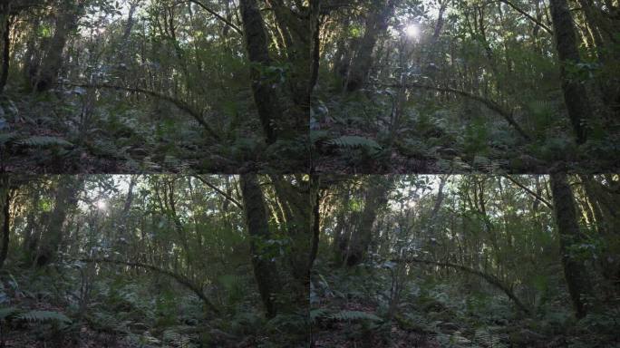 树林秘境光影闪烁