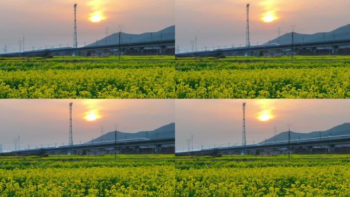 清晨日出高铁驶过油菜花田野