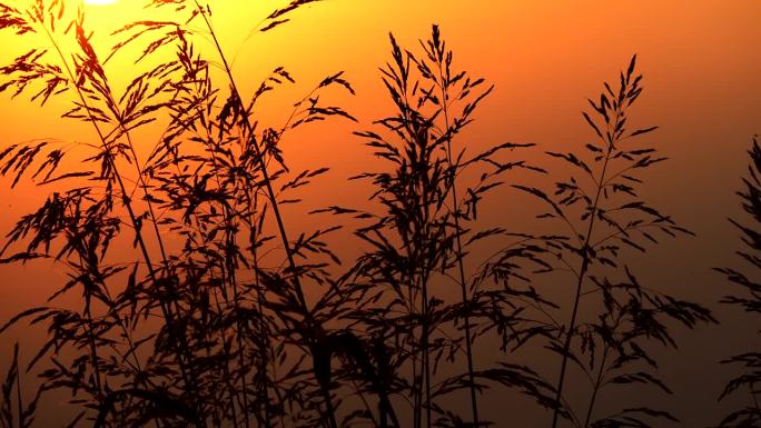 炎炎夏日，五彩夕阳下的草穗