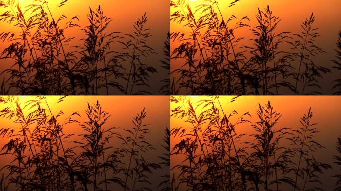 炎炎夏日，五彩夕阳下的草穗