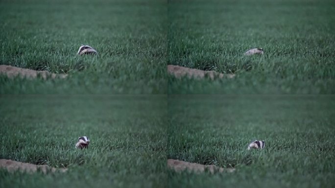 欧洲德国图林根州埃尔福特，一只獾(Meles Meles)晚上坐在草地上整理自己的皮毛，准备去觅食
