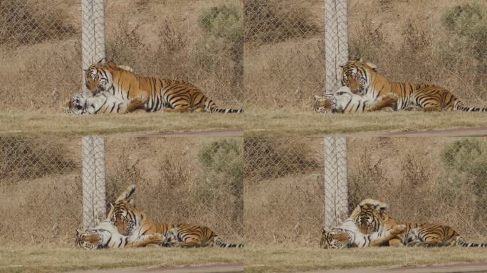 圈养的老虎在外面玩耍打架