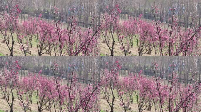 梅花树微风采蜜春景