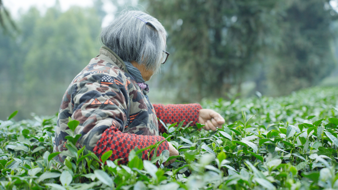 老人采茶素材