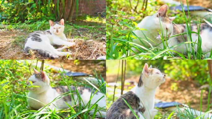 乡村猫咪 流浪猫