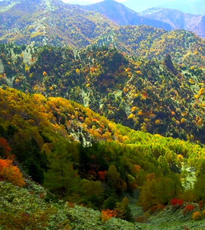 山坡上五彩缤纷的秋林:志贺县，涩笼县