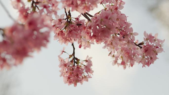 春日阳光下的樱花美感