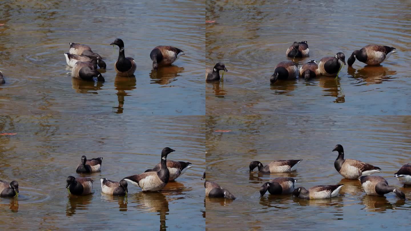 一群布兰特鹅在池塘里吃海藻