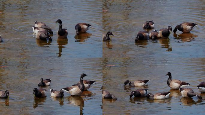 一群布兰特鹅在池塘里吃海藻