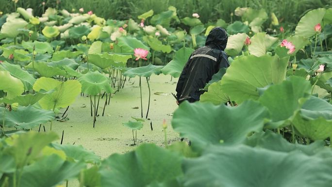 下雨天的荷塘里，农民正寻找成熟的莲蓬