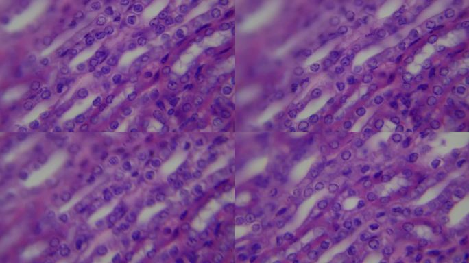 显微镜下肾脏纵切面。组织学和细胞学研究。血液净化，调节体内化学平衡。超1000倍放大倍率