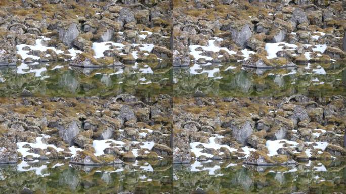 冰岛一个宁静的湖边长满青苔的岩石，倒映在静水中