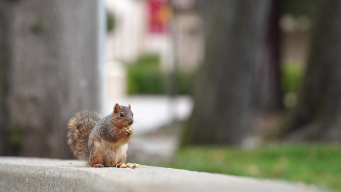 固定空镜：校园里一只小松鼠正在吃坚果