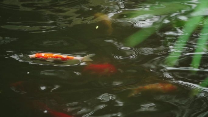 桂湖公园金鱼湖泊观赏鱼游览水生动物鱼类