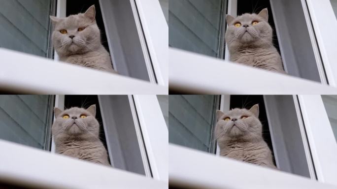 近距离看，灰毛猫坐在一扇开着的窗户旁边的窗台上，望着别处