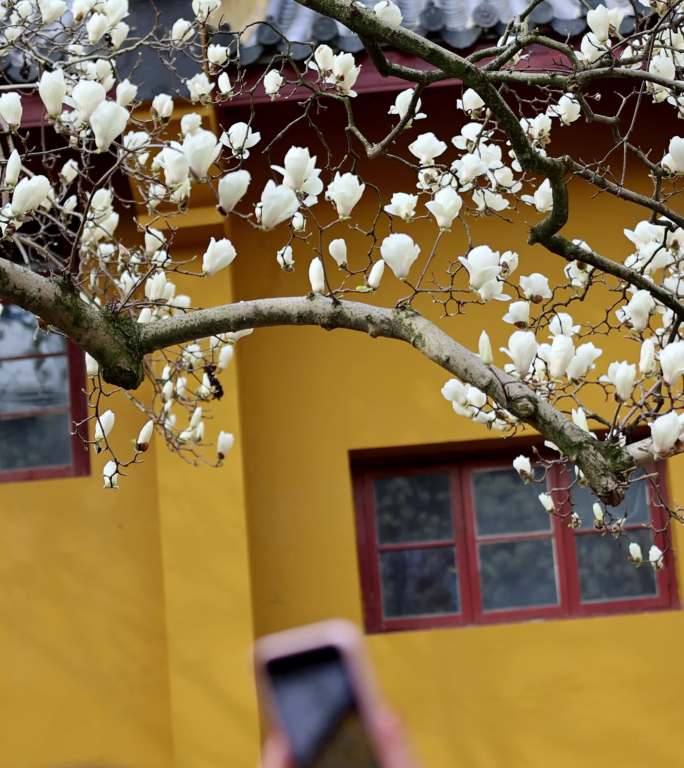 杭州法喜寺游客正在拍摄白玉兰竖版