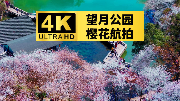 4k长沙望月公园樱花航拍合集