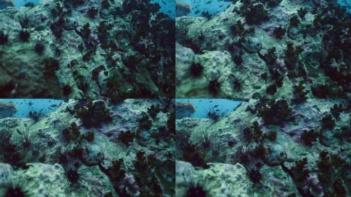 大量的鱼游在珊瑚和海胆之间