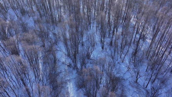 航拍视频 河套柳树 雪花飘飘  (7)