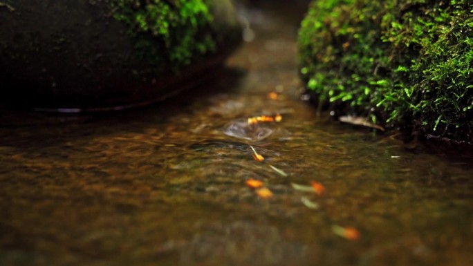 成都桂花微距摄影花朵特写溪水流水