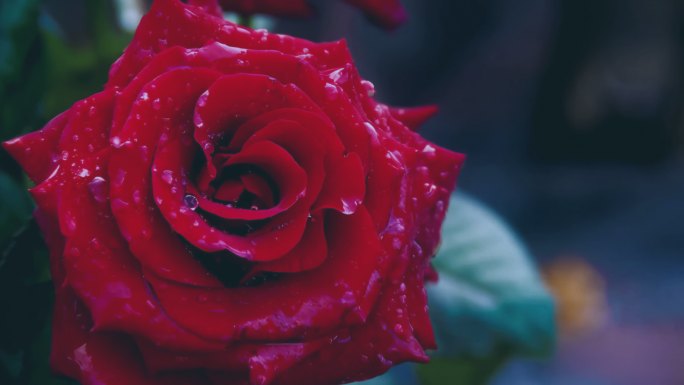 4K红色玫瑰