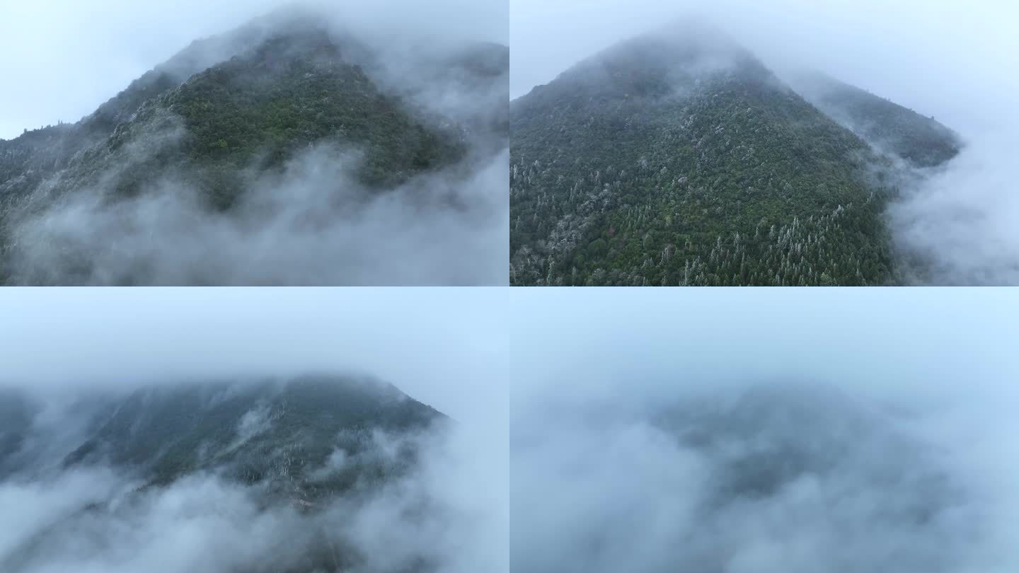 大山森林云雾缭绕