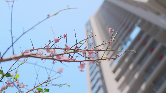 小区春暖花开