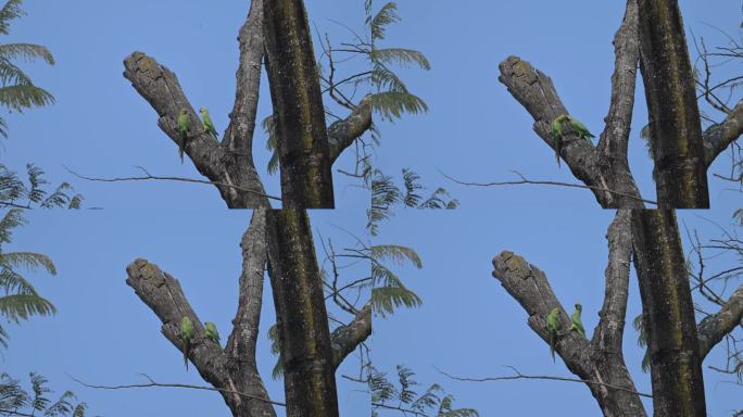 野生本土鹦鹉在大树上亲昵喂食