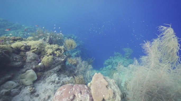 4K HDR:加勒比海的珊瑚礁