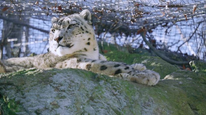 动物园里的雪豹从岩石山顶向四周张望