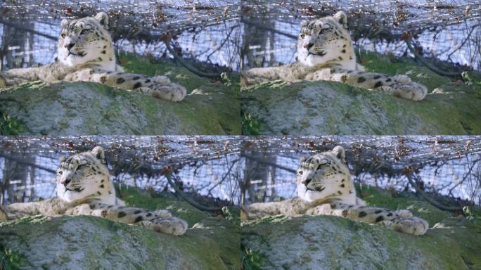 动物园里的雪豹从岩石山顶向四周张望