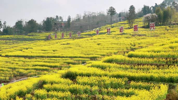 重庆南川：“花”为媒助力乡村振兴