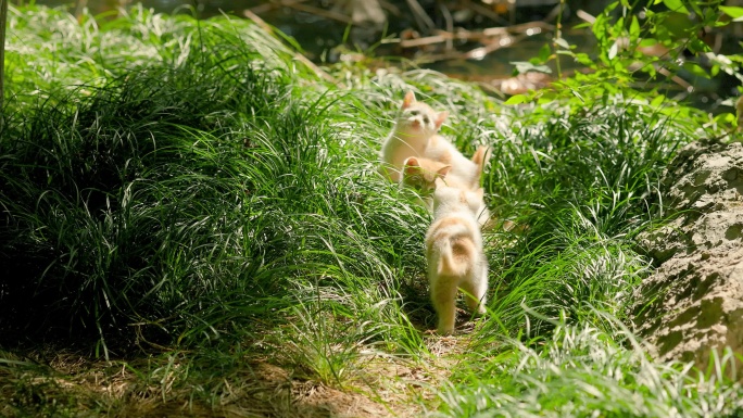 阳光草地上可爱的小猫