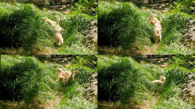 阳光草地上可爱的小猫