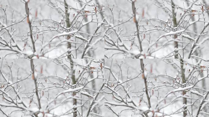 降雪背景下的树枝。片片雪花飘落在冬日的风景中。