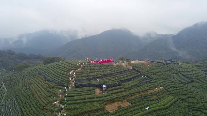 茶园航拍大景西湖龙井茶园山头