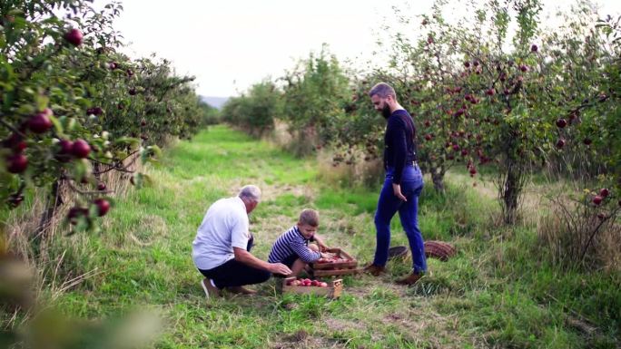 秋天，小男孩和爸爸、爷爷在果园里摘苹果。