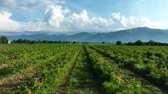 保加利亚自然景观玫瑰田，保加利亚含油玫瑰大马士革田鸟瞰图4K视频