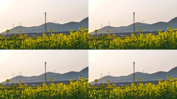 高铁飞驰而过油菜花田野