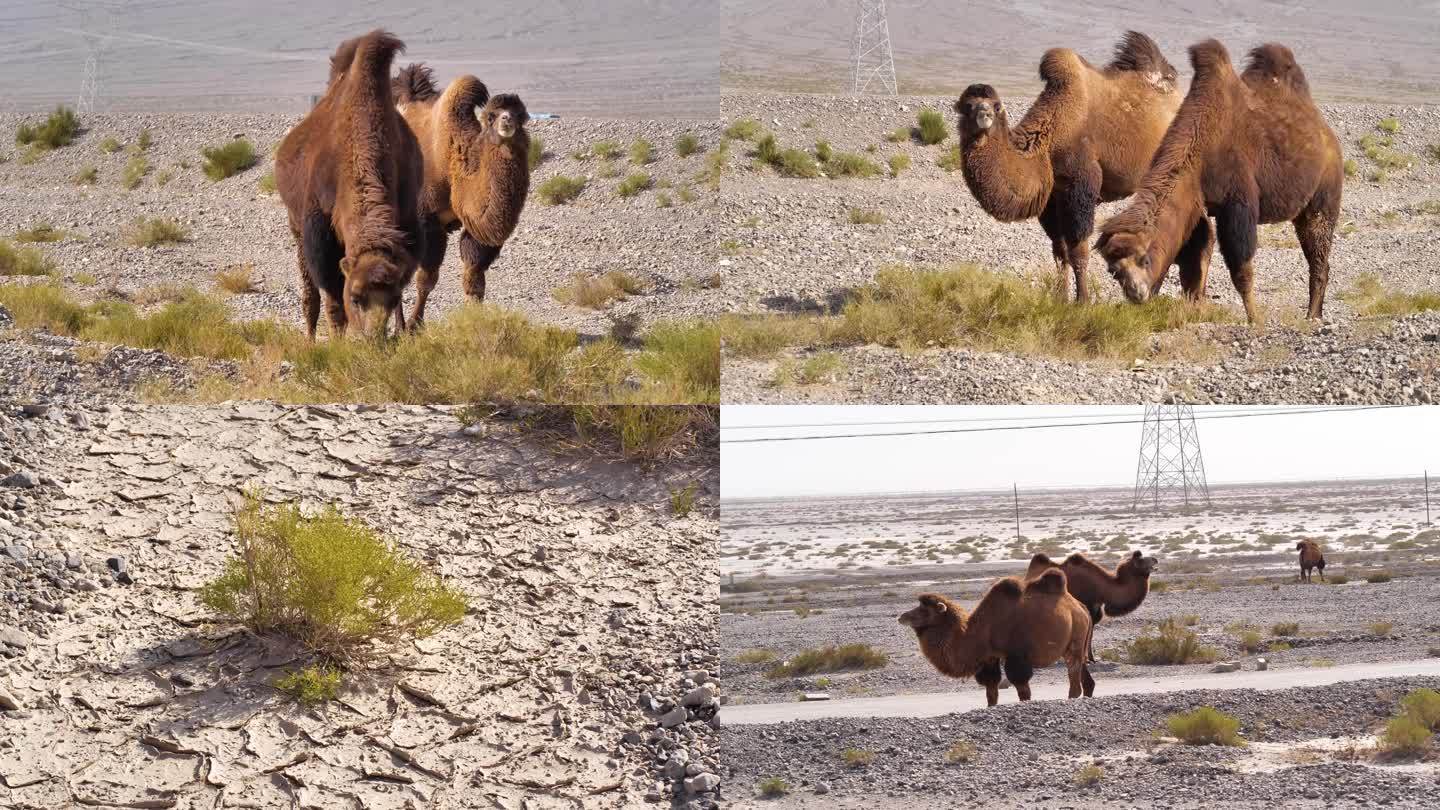 新疆戈壁滩野骆驼群B