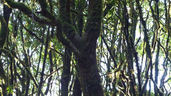 森林树林苔藓植被