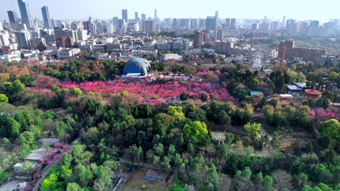 航拍-圆通山樱花